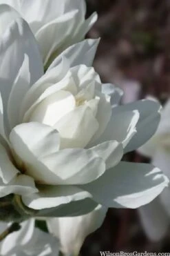 Wildcat Star Magnolia Tree - 3 Gallon Pot -Garden Outdoor Plant Store magnolia x loebneri wildcat star magnolia 6