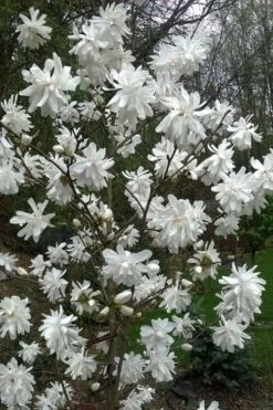 Wildcat Star Magnolia Tree - 3 Gallon Pot -Garden Outdoor Plant Store magnolia x loebneri wildcat star magnolia 8