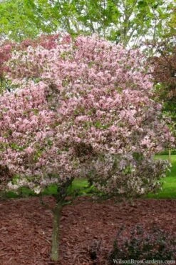 Southern Crabapple (Malus Angustifolia) - 1 Gallon Pot -Garden Outdoor Plant Store malus angustifolia southern crabapple tree 8
