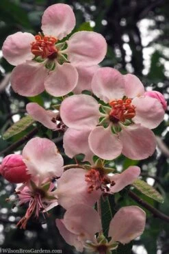 Southern Crabapple (Malus Angustifolia) - 1 Gallon Pot -Garden Outdoor Plant Store malus angustifolia southern crabapple tree flowers 2