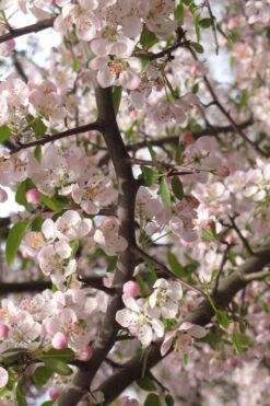 Southern Crabapple (Malus Angustifolia) - 1 Gallon Pot -Garden Outdoor Plant Store malus angustifolia southern crabapple tree flowers 4