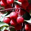 Southern Crabapple (Malus Angustifolia) - 1 Gallon Pot -Garden Outdoor Plant Store malus angustifolia southern crabapple tree fruits 2