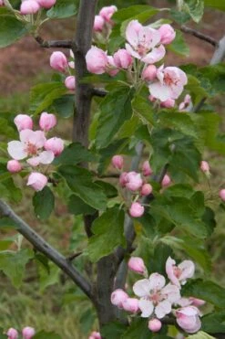 American Sweet Crabapple Tree (Malus Coronaria) - 1 Gallon Pot 14 American Sweet Crabapple Tree (Malus Coronaria) - 1 Gallon Pot -Garden Outdoor Plant Store malus coronaria american sweet crabapple 2
