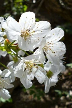 American Sweet Crabapple Tree (Malus Coronaria) - 1 Gallon Pot 15 American Sweet Crabapple Tree (Malus Coronaria) - 1 Gallon Pot -Garden Outdoor Plant Store malus coronaria american sweet crabapple 3
