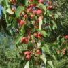 American Sweet Crabapple Tree (Malus Coronaria) - 1 Gallon Pot 1 American Sweet Crabapple Tree (Malus Coronaria) - 1 Gallon Pot -Garden Outdoor Plant Store malus coronaria american sweet crabapple 4