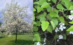 American Sweet Crabapple Tree (Malus Coronaria) - 1 Gallon Pot 16 American Sweet Crabapple Tree (Malus Coronaria) - 1 Gallon Pot -Garden Outdoor Plant Store malus coronaria american sweet crabapple 6