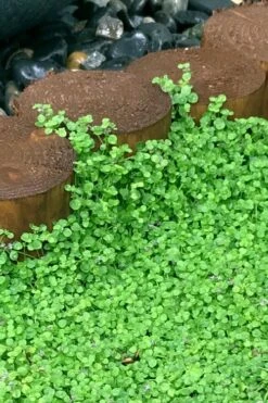 Corsican Mint (Mentha Requienii) - 5 Pack Of Pint Pots -Garden Outdoor Plant Store mentha requienii corsican mint 1