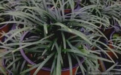 Kyoto Super Dwarf Mondo Grass - 3 Pack Of Pint Pots 10 Kyoto Super Dwarf Mondo Grass - 3 Pack Of Pint Pots -Garden Outdoor Plant Store mondo grass super dwarf 21