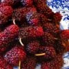 Red Mulberry Tree (Morus Rubra) - 3 Gallon Pot 2 Red Mulberry Tree (Morus Rubra) - 3 Gallon Pot -Garden Outdoor Plant Store morus rubra red mulberry 11 1