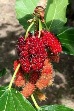 Red Mulberry Tree (Morus Rubra) - 5 Gallon Pot 14 Red Mulberry Tree (Morus Rubra) - 5 Gallon Pot -Garden Outdoor Plant Store morus rubra red mulberry berries 12