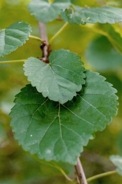 Red Mulberry Tree (Morus Rubra) - 5 Gallon Pot 15 Red Mulberry Tree (Morus Rubra) - 5 Gallon Pot -Garden Outdoor Plant Store morus rubra red mulberry leaves 1