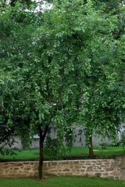 Red Mulberry Tree (Morus Rubra) - 3 Gallon Pot 16 Red Mulberry Tree (Morus Rubra) - 3 Gallon Pot -Garden Outdoor Plant Store morus rubra red mulberry tree 1 1