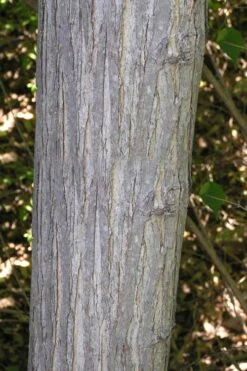 Red Mulberry Tree (Morus Rubra) - 3 Gallon Pot 17 Red Mulberry Tree (Morus Rubra) - 3 Gallon Pot -Garden Outdoor Plant Store morus rubra red mulberry trunk bark 1 1