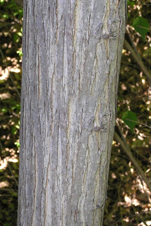 Red Mulberry Tree (Morus Rubra) - 5 Gallon Pot 9 Red Mulberry Tree (Morus Rubra) - 5 Gallon Pot - Image 7