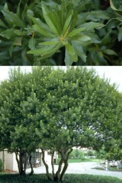 Southern Wax Myrtle - 7 Gallon Pot (3-4') -Garden Outdoor Plant Store myrica cerifera southern wax myrtle 100