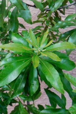 Southern Wax Myrtle - 7 Gallon Pot (3-4') -Garden Outdoor Plant Store myrica cerifera southern wax myrtle 102