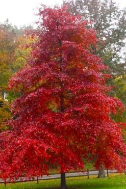 Black Gum Tupelo Tree (Nyssa Sylvatica) - 1 Gallon Pot
