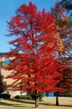 Black Gum Tupelo Tree (Nyssa Sylvatica) - 1 Gallon Pot -Garden Outdoor Plant Store nyssa sylvatica black gum tupelo tree 3 1