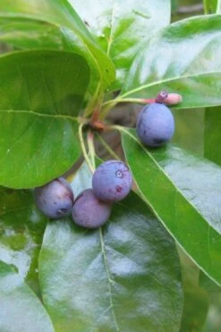 Black Gum Tupelo Tree (Nyssa Sylvatica) - 1 Gallon Pot -Garden Outdoor Plant Store nyssa sylvatica black gum tupelo tree fruit 1 1