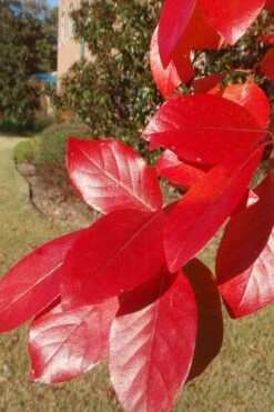Black Gum Tupelo Tree (Nyssa Sylvatica) - 3 Gallon Pot -Garden Outdoor Plant Store nyssa sylvatica black gum tupelo tree leaf 1