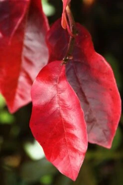 Black Gum Tupelo Tree (Nyssa Sylvatica) - 1 Gallon Pot -Garden Outdoor Plant Store nyssa sylvatica black gum tupelo tree leaf 2