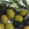 Arbequina Olive Tree - 2 Gallon Pot 1 Arbequina Olive Tree - 2 Gallon Pot -Garden Outdoor Plant Store olive arbequina 5 3