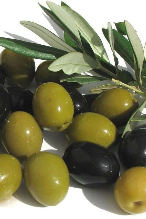 Arbequina Olive Tree - 3 Gallon Pot 3 Arbequina Olive Tree - 3 Gallon Pot