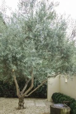 Arbequina Olive Tree - 1 Gallon Pot -Garden Outdoor Plant Store olive tree arbequina 4 1