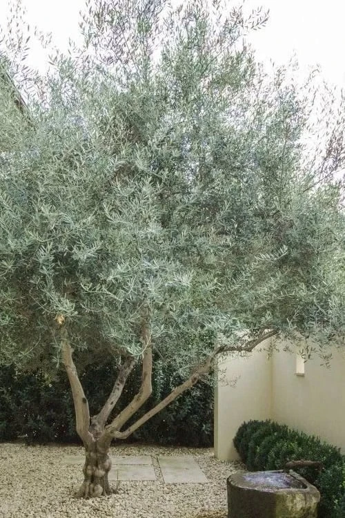 Arbequina Olive Tree - 7 Gallon Pot (4-5') 6 Arbequina Olive Tree - 7 Gallon Pot (4-5') - Image 4