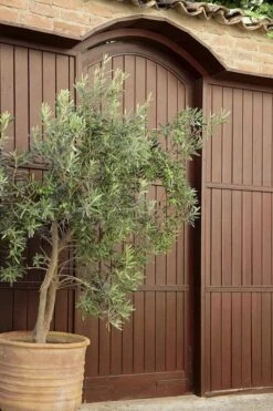Arbequina Olive Tree - 7 Gallon Pot (4-5') 12 Arbequina Olive Tree - 7 Gallon Pot (4-5') -Garden Outdoor Plant Store olive tree arbequina 6 4