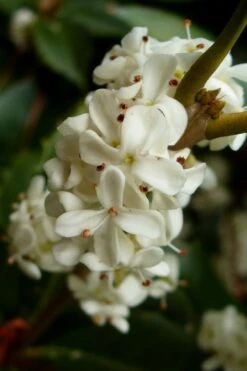 Fortune's Cold Hardy Tea Olive (Fragrant Osmanthus) - 7 Gallon Pot (4-5') -Garden Outdoor Plant Store osmanthus fortunei fragrant tea olive 2 4