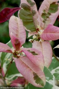 Pink Flush Variegated Tea Olive (Osmanthus Fragrans 'Yinbi Shuanghui') - Quart Pot -Garden Outdoor Plant Store osmanthus frangrans yinbi shuangui variegated tea olive 10 4