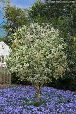 Pink Flush Variegated Tea Olive (Osmanthus Fragrans 'Yinbi Shuanghui') - 6 Pack Of Quart Pots -Garden Outdoor Plant Store osmanthus frangrans yinbi shuangui variegated tea olive 8 3