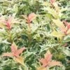 Goshiki Osmanthus (Variegated False Holly) - 5 Gallon Pot -Garden Outdoor Plant Store osmanthus goshiki 23 1