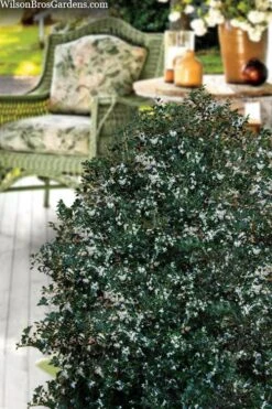 Party Princess 'Kaori Hime' Tea Olive - 3 Gallon Pot 14 Party Princess 'Kaori Hime' Tea Olive - 3 Gallon Pot -Garden Outdoor Plant Store osmanthus heterophyllus kaori hime party princess tea olive 15