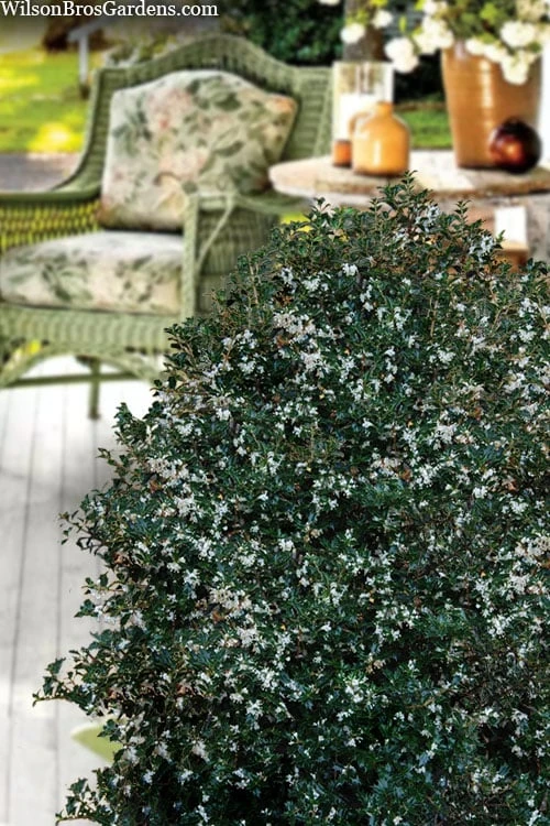 Party Princess 'Kaori Hime' Tea Olive - 3 Gallon Pot 8 Party Princess 'Kaori Hime' Tea Olive - 3 Gallon Pot - Image 6