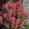 Party Lights Pink Flush Tea Olive - Osmanthus Heterophyllus - 5 Gallon Pot -Garden Outdoor Plant Store osmanthus heterophyllus party lights tea olive 102