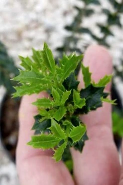 Party Princess 'Kaori Hime' Tea Olive - 3 Gallon Pot 15 Party Princess 'Kaori Hime' Tea Olive - 3 Gallon Pot -Garden Outdoor Plant Store osmanthus kaori hime party princess tea olive 2