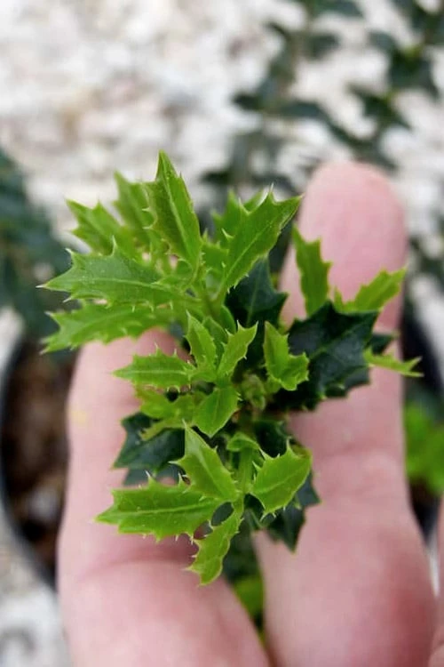 Party Princess 'Kaori Hime' Tea Olive - 3 Gallon Pot 9 Party Princess 'Kaori Hime' Tea Olive - 3 Gallon Pot - Image 7