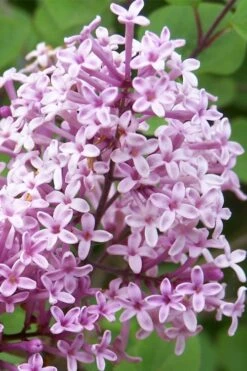 Palibin Dwarf Lilac Bush - 3 Gallon Pot 14 Palibin Dwarf Lilac Bush - 3 Gallon Pot -Garden Outdoor Plant Store palibin lilac tree 3