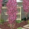 Corinthian Flowering Peach Tree - 2 Gallon Pot (3-4') 2 Corinthian Flowering Peach Tree - 2 Gallon Pot (3-4') -Garden Outdoor Plant Store peach corinthian 100
