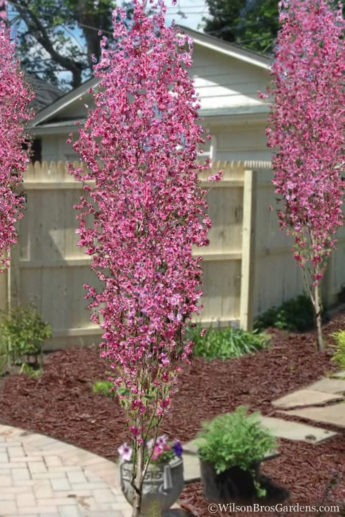 Corinthian Flowering Peach Tree - 2 Gallon Pot (3-4') 3 Corinthian Flowering Peach Tree - 2 Gallon Pot (3-4')