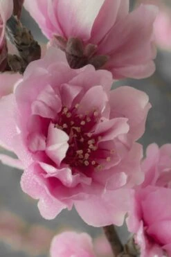 Corinthian Flowering Peach Tree - 2 Gallon Pot (3-4') 10 Corinthian Flowering Peach Tree - 2 Gallon Pot (3-4') -Garden Outdoor Plant Store peach corinthian 24