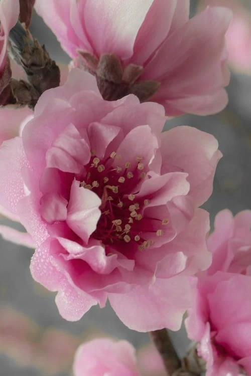 Corinthian Flowering Peach Tree - 2 Gallon Pot (3-4') 6 Corinthian Flowering Peach Tree - 2 Gallon Pot (3-4') - Image 4