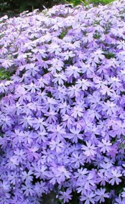 Blue Creeping Phlox - 18 Pack Of Pint Pots -Garden Outdoor Plant Store phlox subulata blue creeping 1