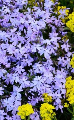 Blue Creeping Phlox - 18 Pack Of Pint Pots -Garden Outdoor Plant Store phlox subulata blue creeping 2