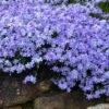 Blue Creeping Phlox - 18 Pack Of Pint Pots -Garden Outdoor Plant Store phlox subulata blue creeping 3
