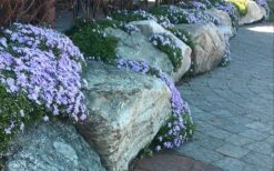 Blue Creeping Phlox - 18 Pack Of Pint Pots -Garden Outdoor Plant Store phlox subulata blue creeping 4