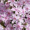 Candy Stripe Creeping Phlox - 5 Pack Of Pint Pots -Garden Outdoor Plant Store phlox subulata candy stripe creeping 25
