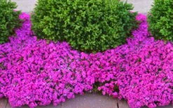Drummond's Pink Creeping Phlox - 1 Gallon Pot 10 Drummond's Pink Creeping Phlox - 1 Gallon Pot -Garden Outdoor Plant Store phlox subulata drummonds pink creeping 2